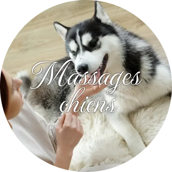 Massages chiens